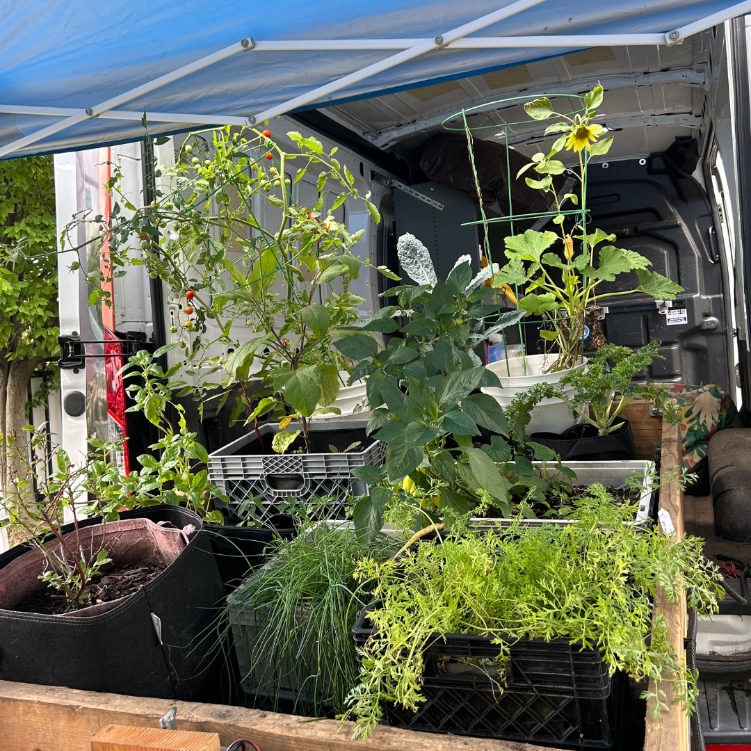 Potted herbs and vegetable plants on display