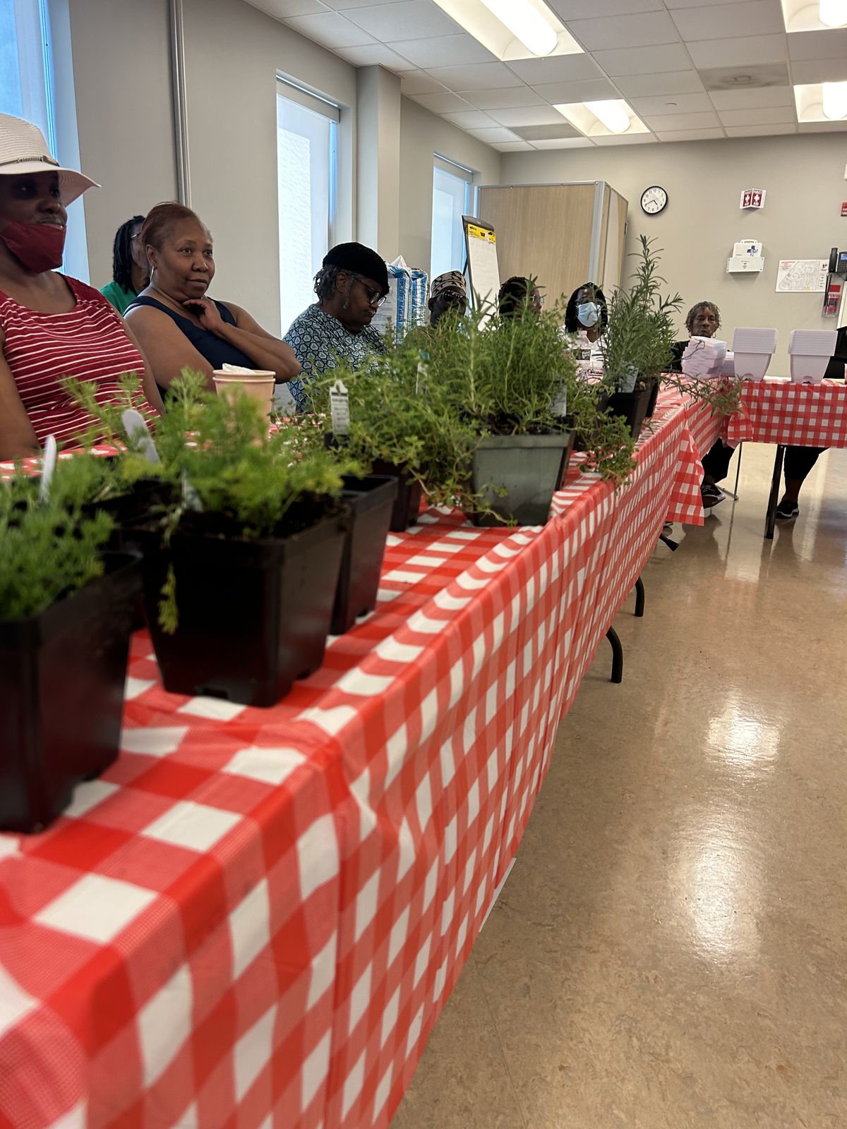 Potted plants line a table with a red checkered cloth