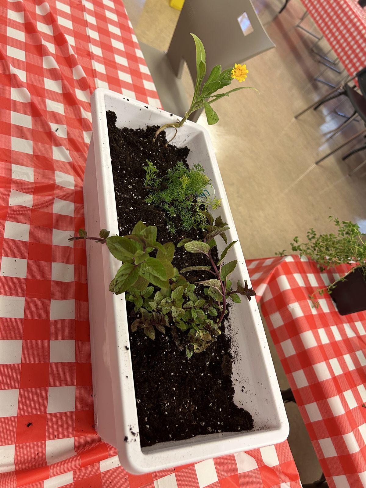 A planter box filled with young plants